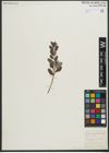 Foto von Salix repens subsp. repens L.